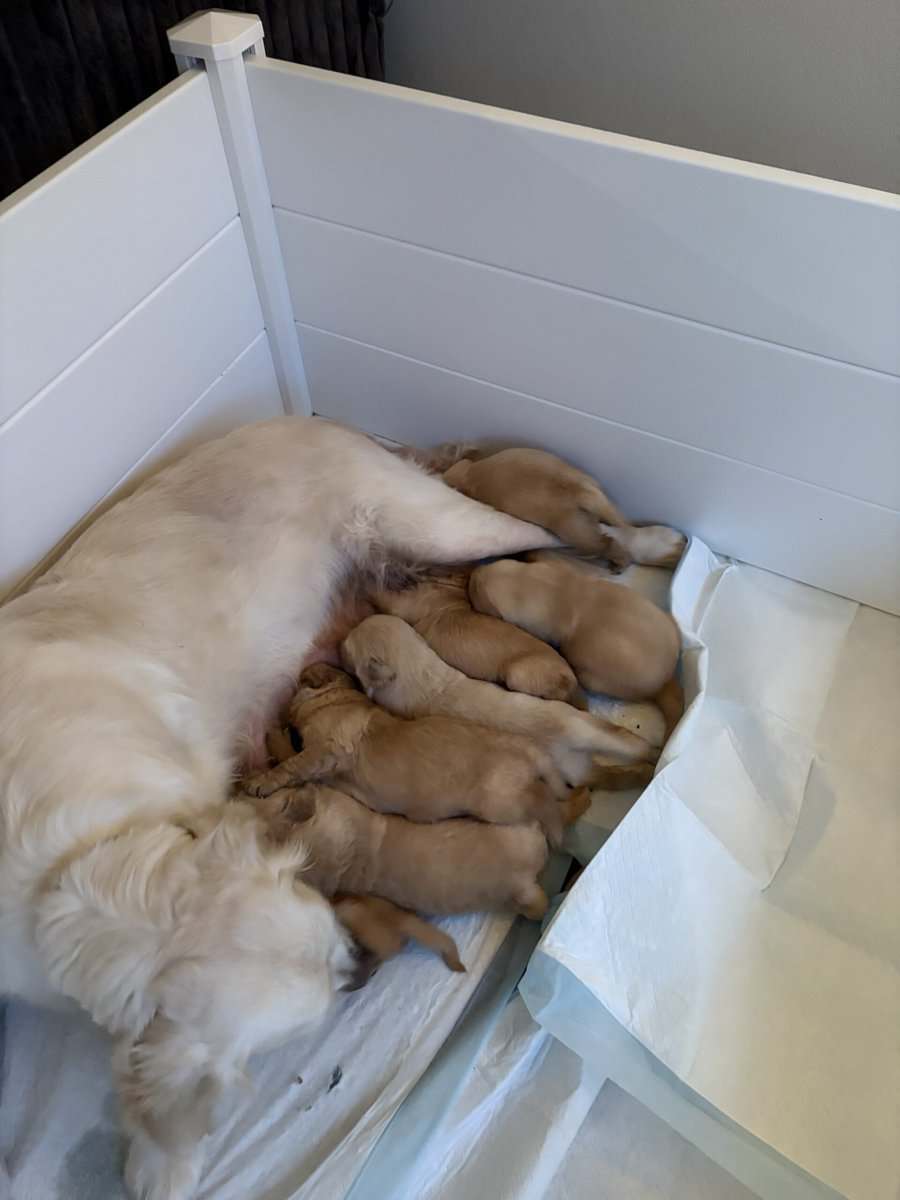 (Golden)Red Retrievers image 1