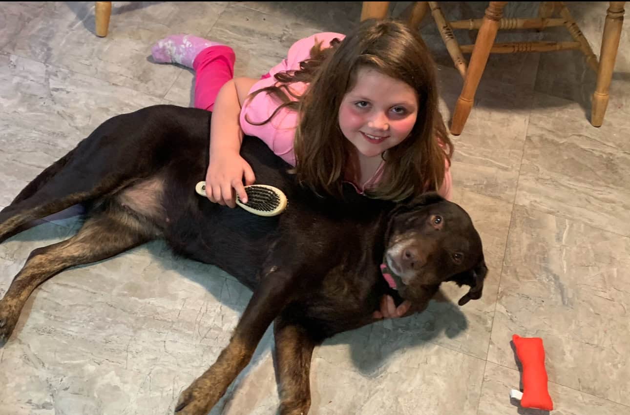Sweet 8 y.o female lab image 8