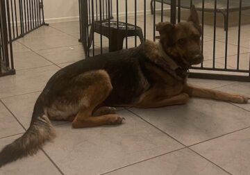 Shyla: Loving Adult German Shepherd