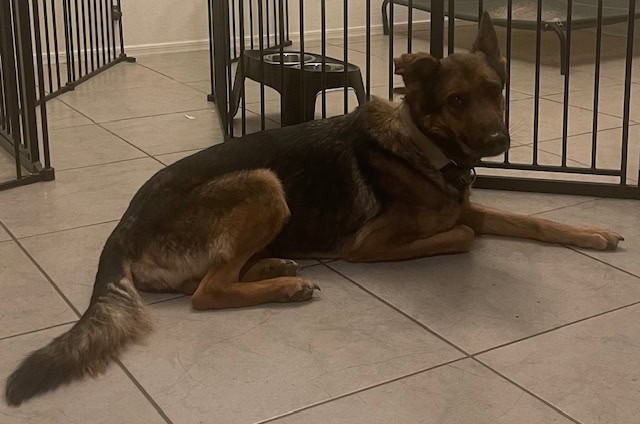 Shyla: Loving Adult German Shepherd image 1