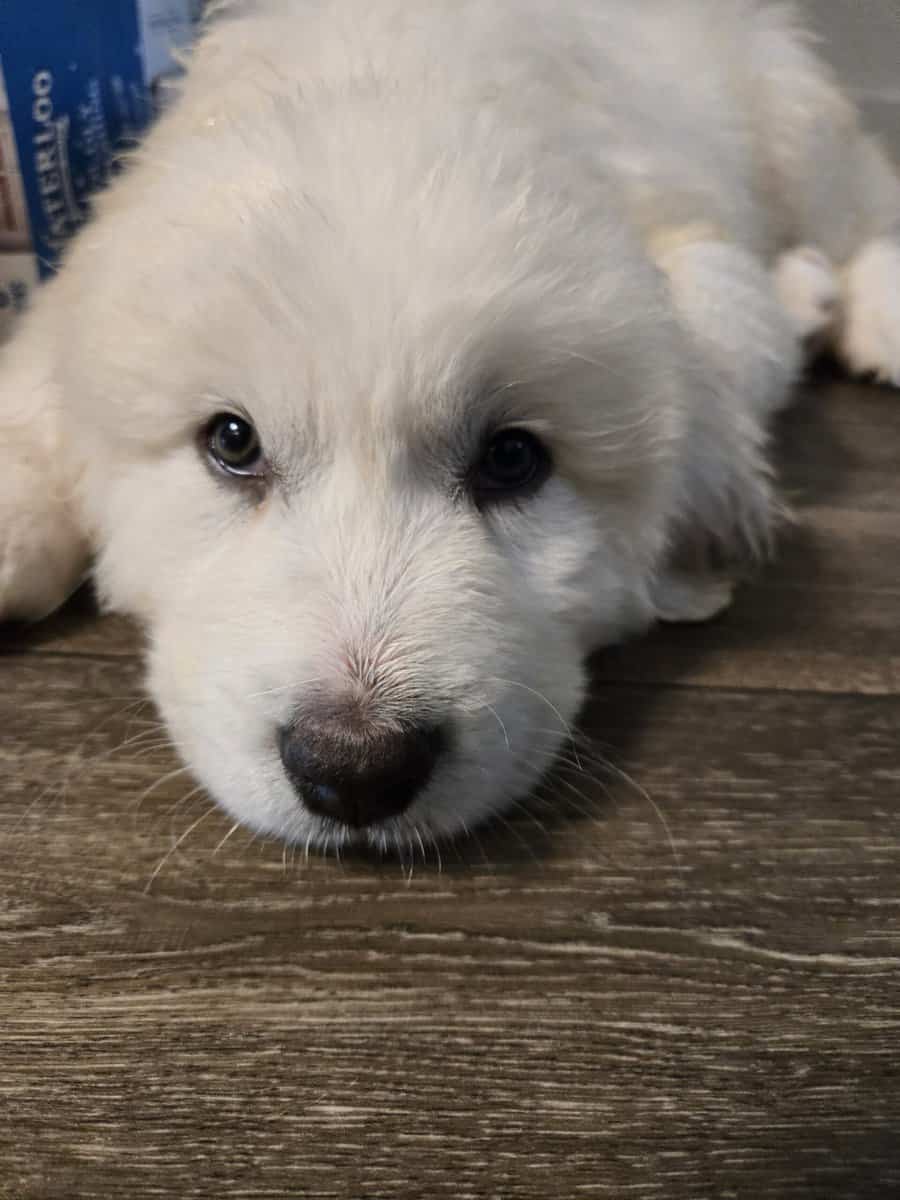 Great pyrenees puppy image 3