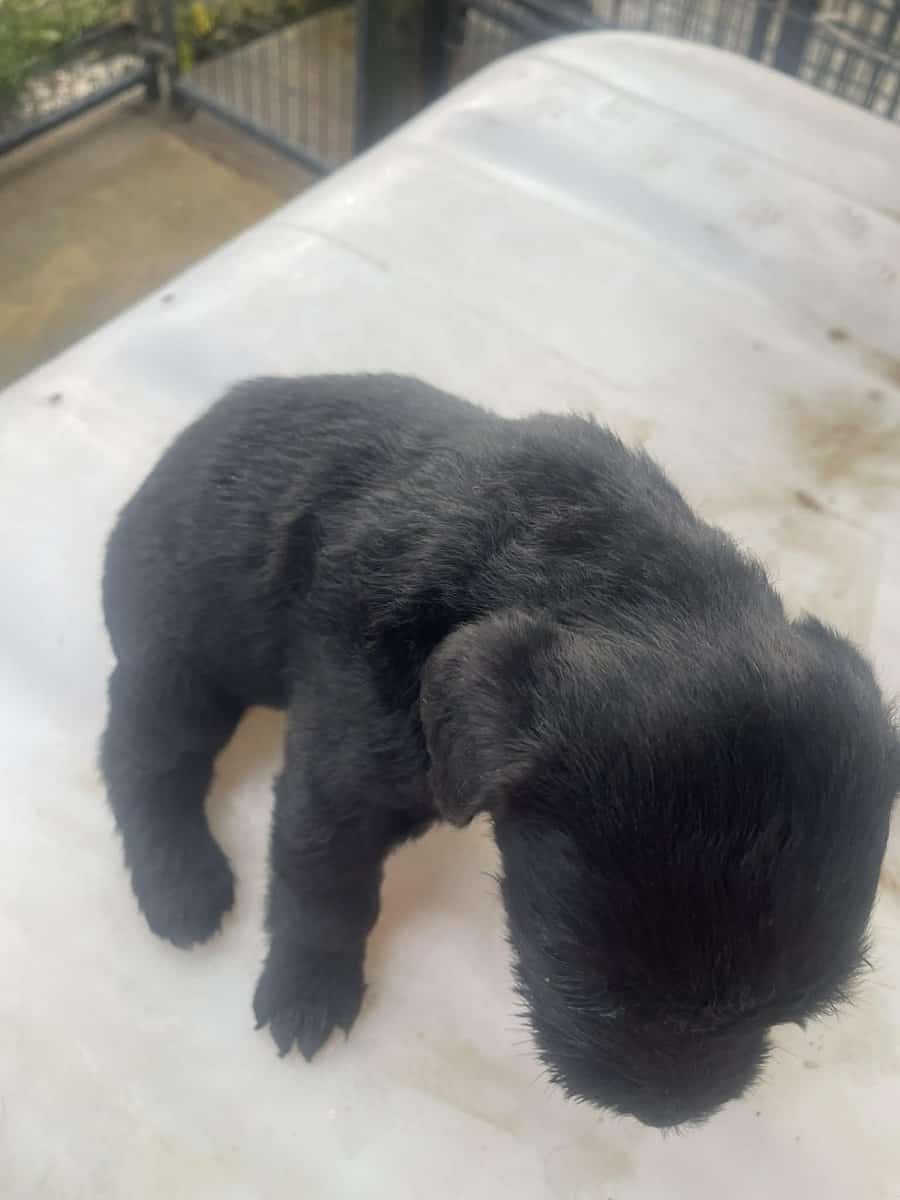 Giant Schnauzer image 3