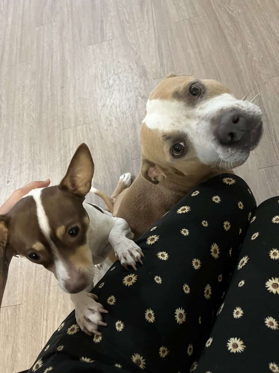Looking for a Loving Home for These Two Dogs image 4