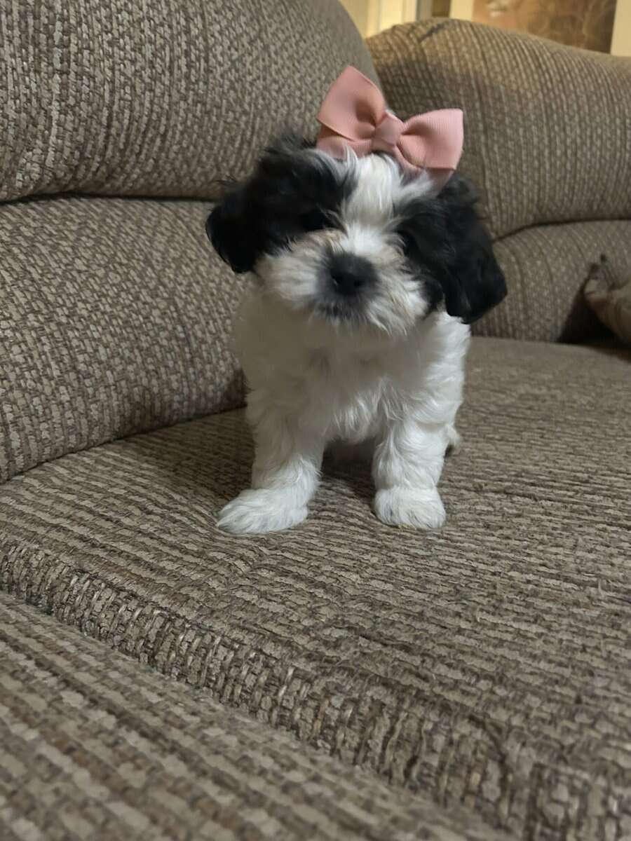 Shitzu puppies image 3