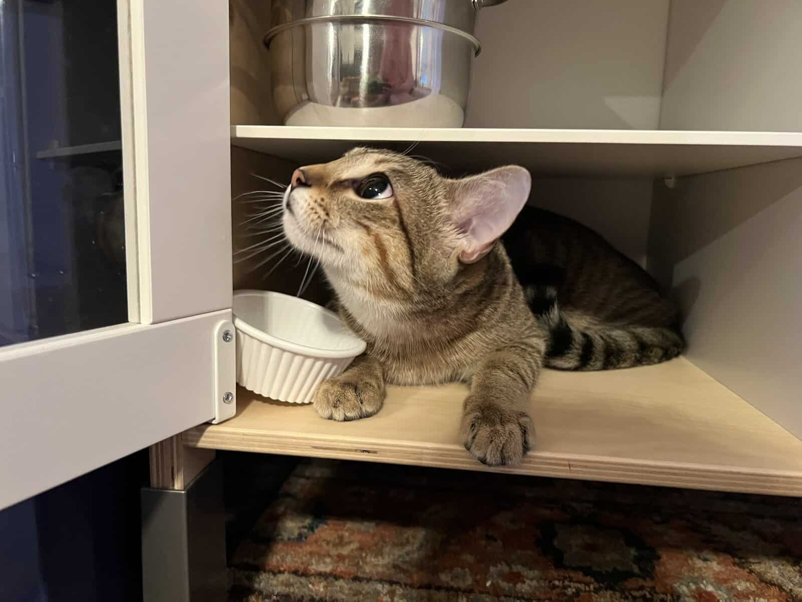 Part Explorer, Part Foodie, 100% Loyal: Meet Baby! image 8