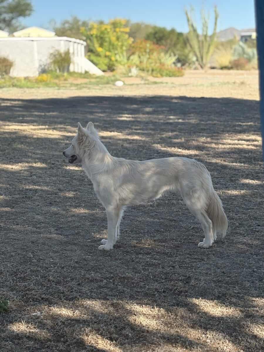 Free golden retriever husky mix image 2