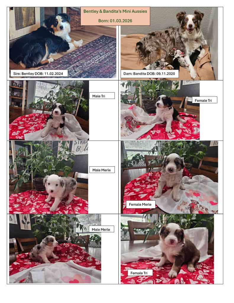 Mini Aussie Puppies image 1