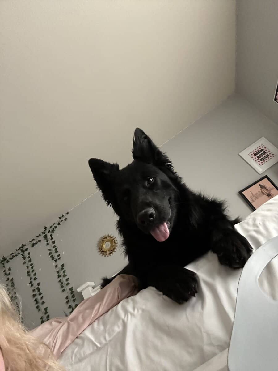 Black German shepherd (Zoe) image 3