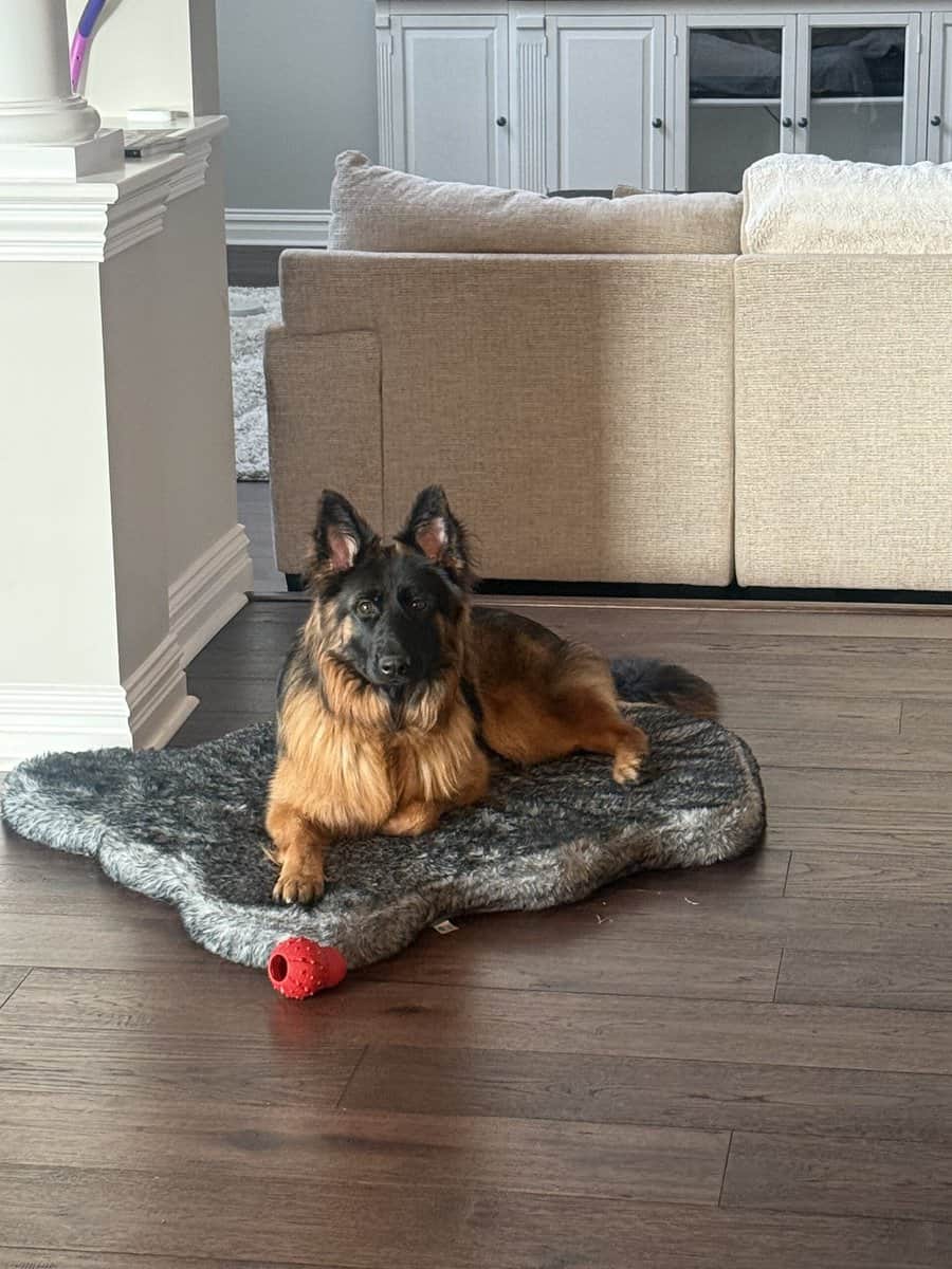 Purebred Champion German Shepherd image 11