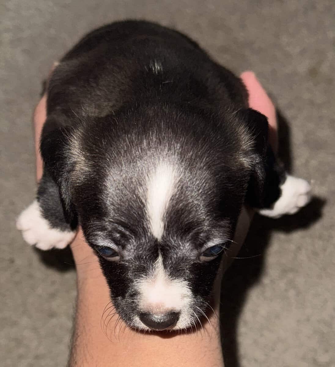 Chihuahua with merle eye color different image 1