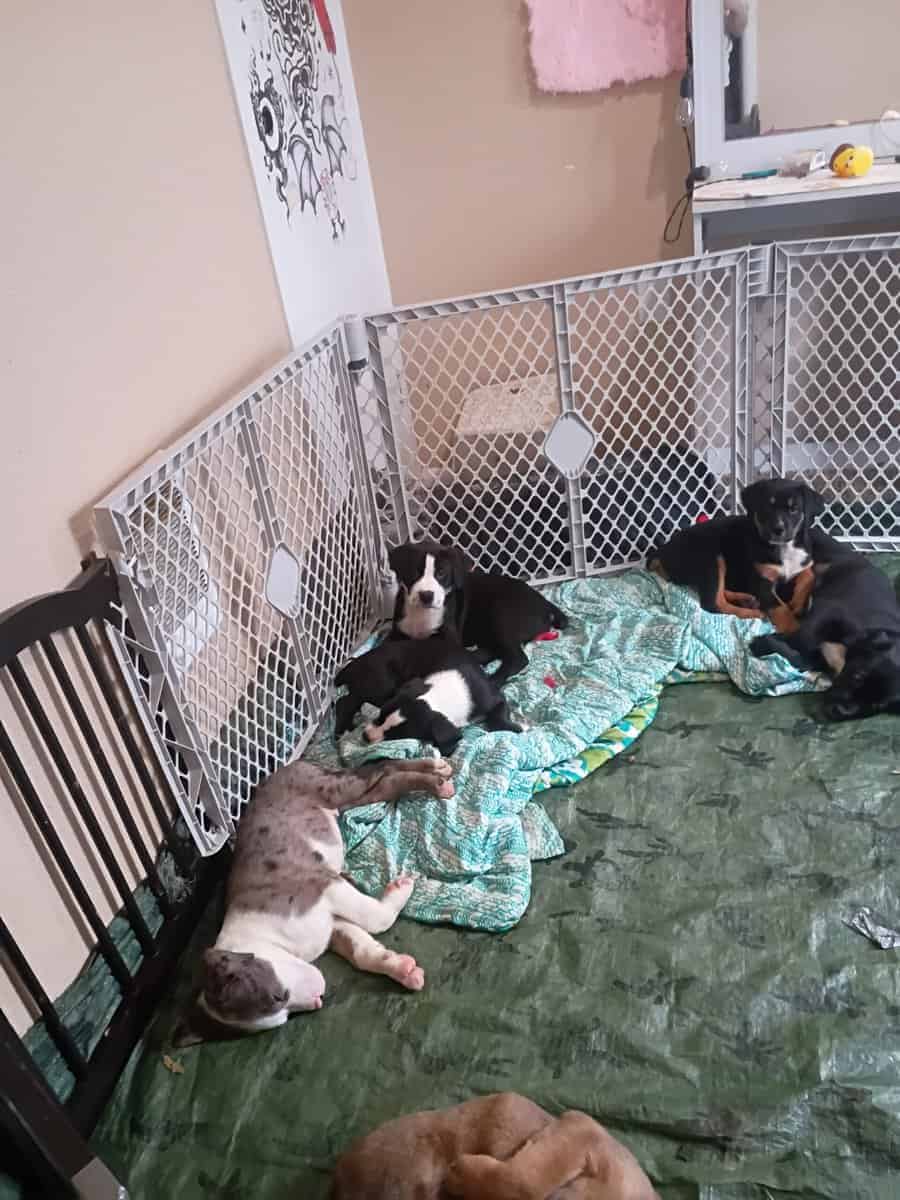 American Bully lab mix puppies image 4