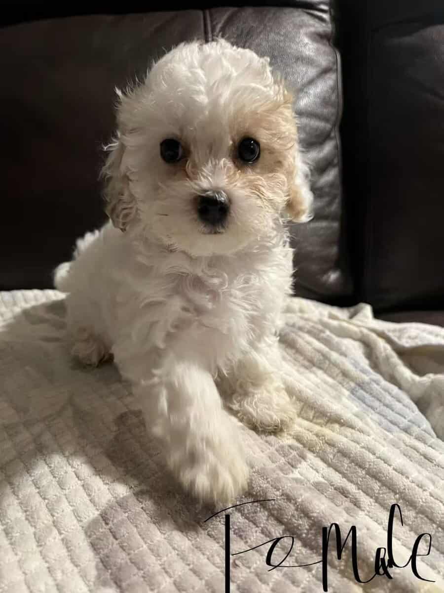 Poodle mix image 3