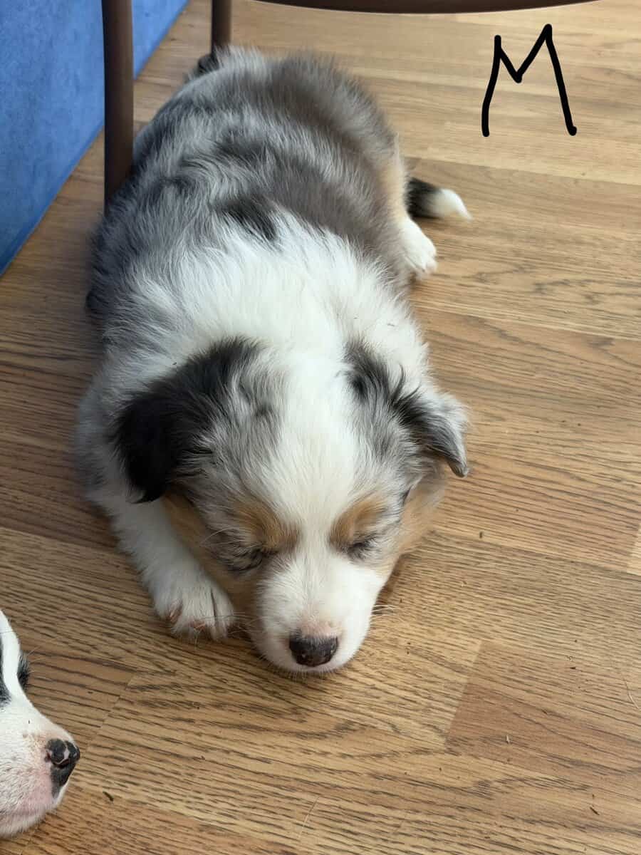 Mini Aussie puppies image 1