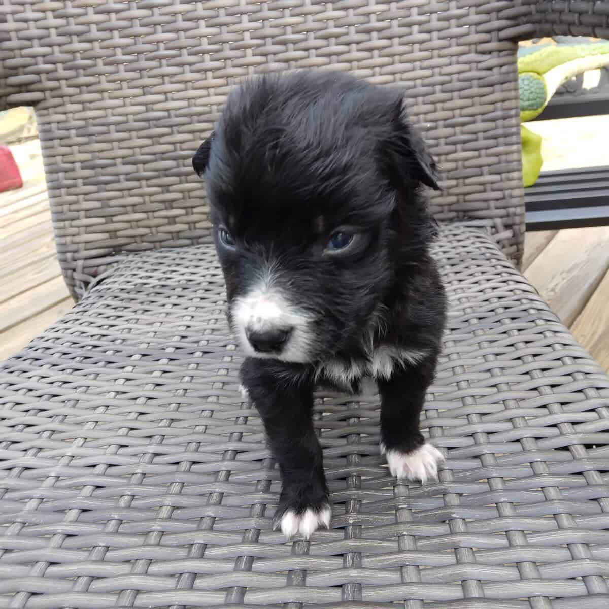 Border Collie/ Golden Retriever Mix male puppies image 6