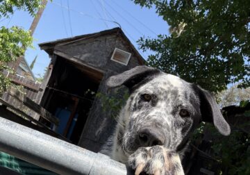 Dalmatian mix male for Sale