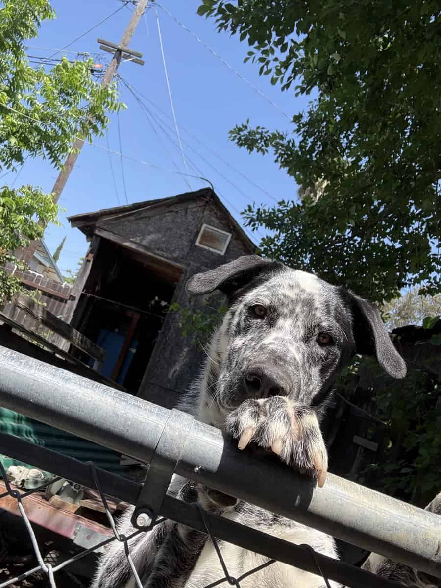 Dalmatian mix male for Sale image 1