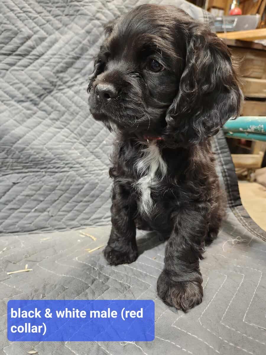 Cocker Spaniel Puppies image 2
