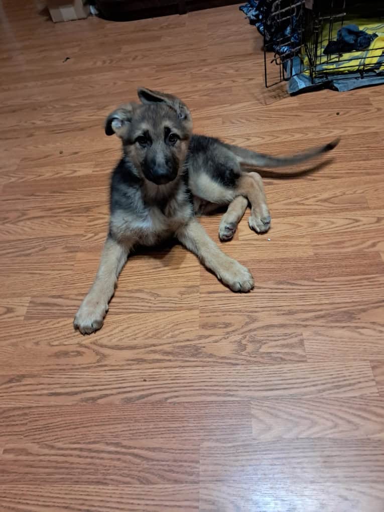 Looking for a home to German shepherd puppies image 3