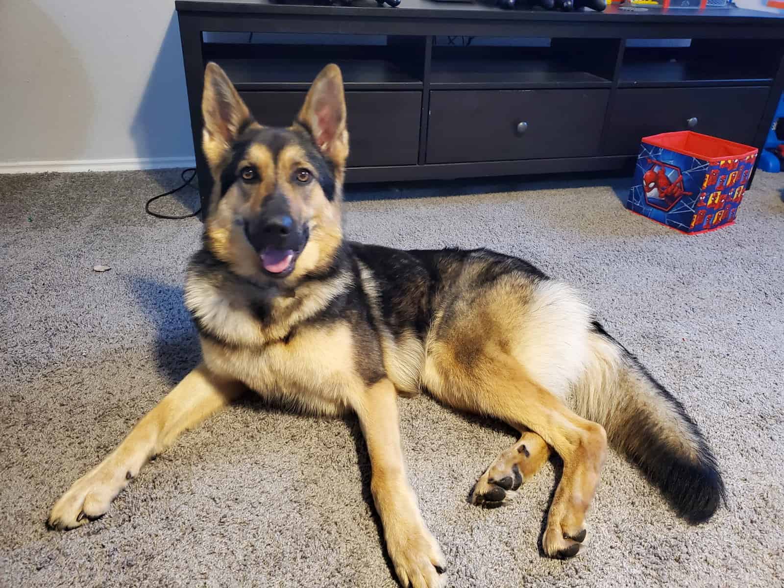 German Shepherd Puppies image 3