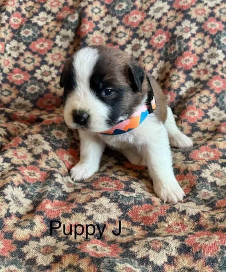 11 Perfect Baby Saint Bernards image 6