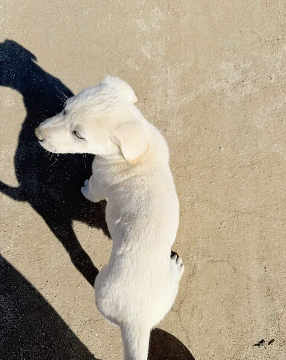 Puppy needs loving home-Great Pyr + Doberman image 4