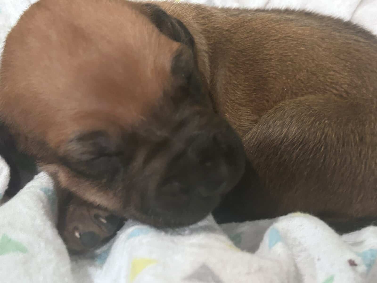 Rhodesian Ridgeback Puppies image 14