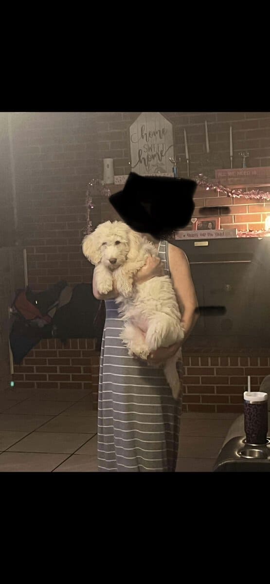 Labradoodle puppy image 3