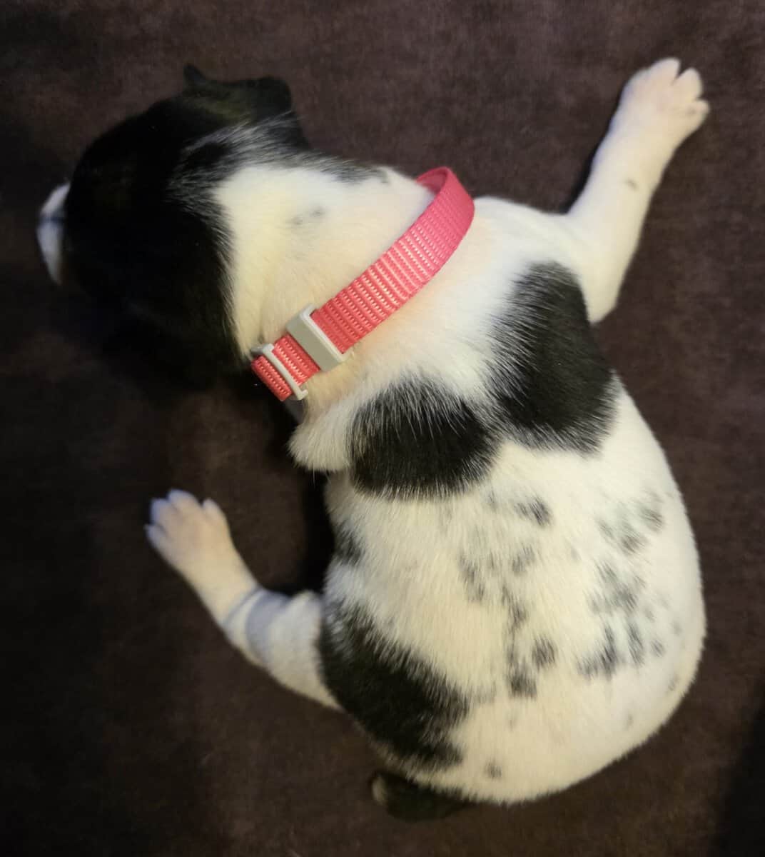 Rat Terrier Puppies image 10