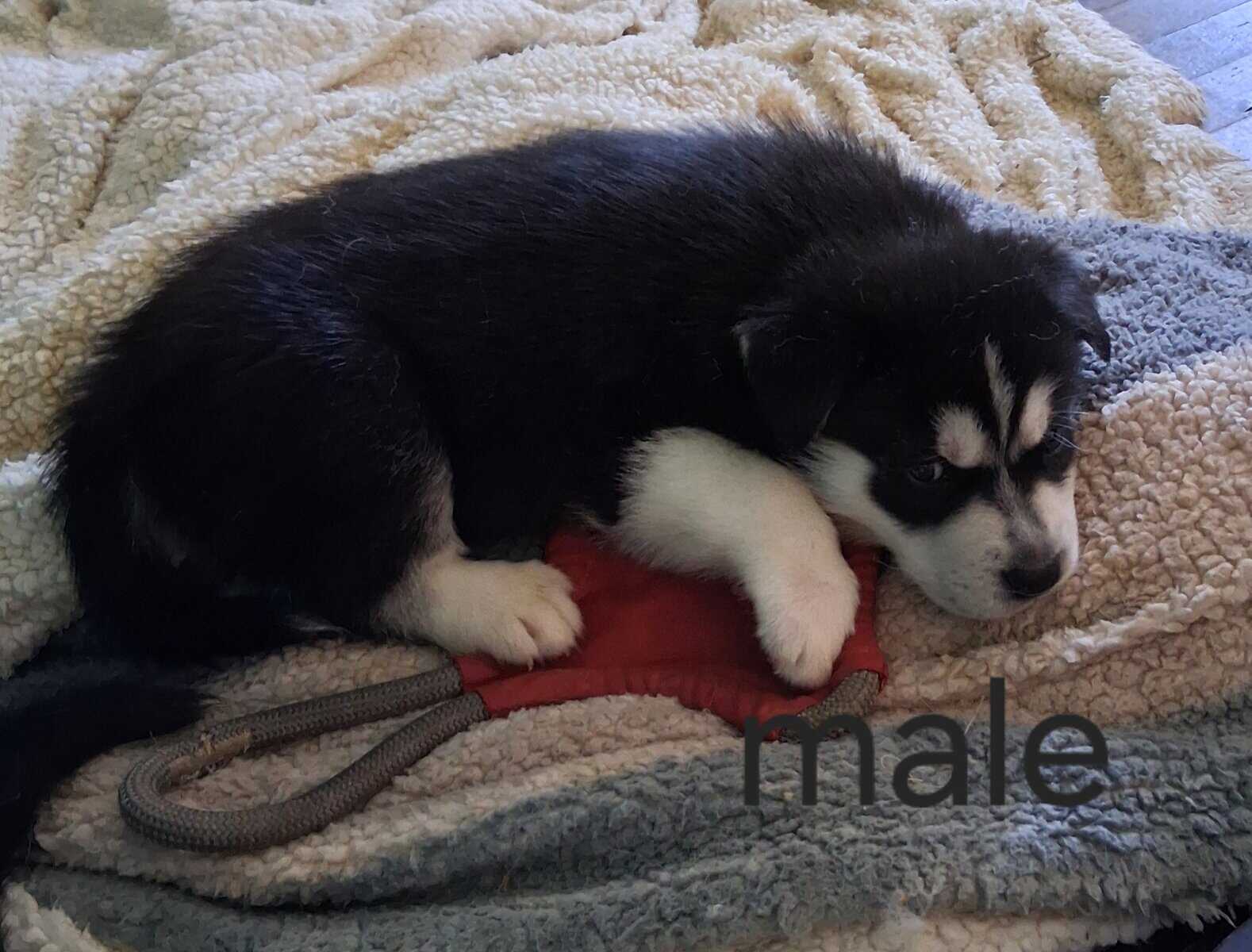 Great Pyrenees Husky mix image 5
