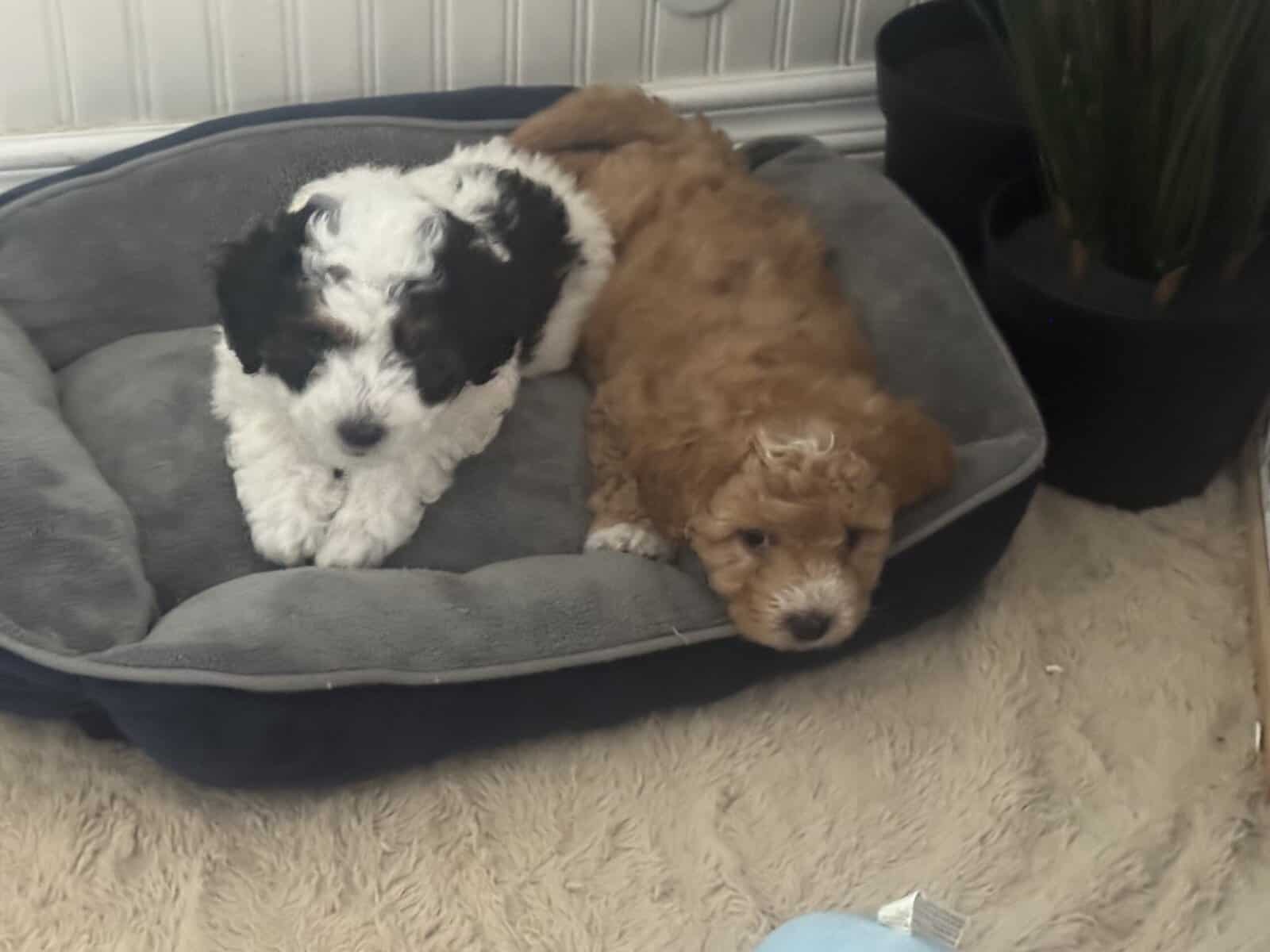 HAVAPOO puppies image 1