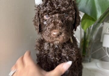 Multigen labradoodles