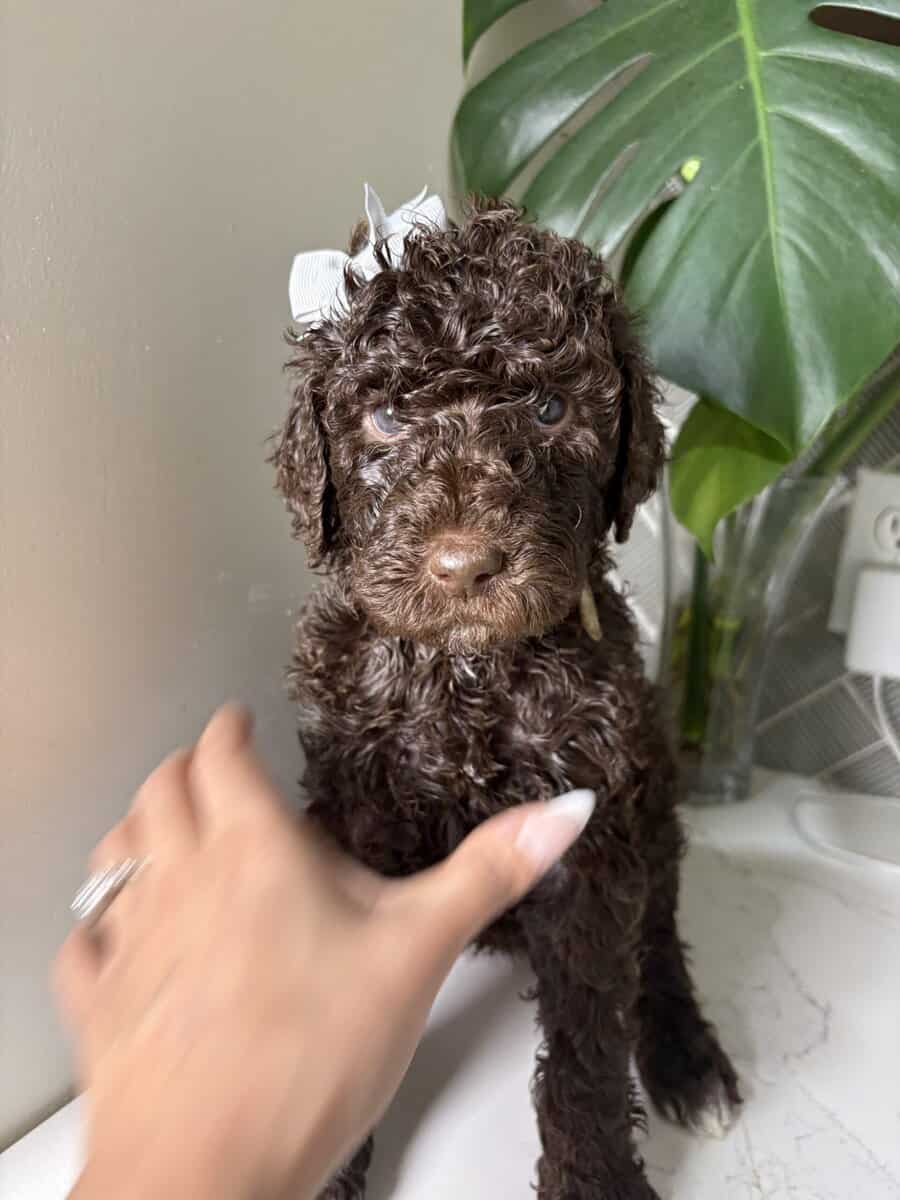 Multigen labradoodles image 1