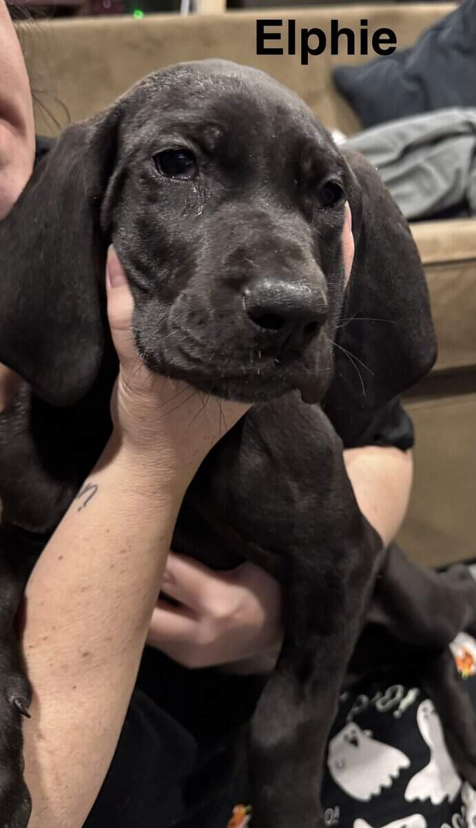 10 week old Great Dane pup image 1