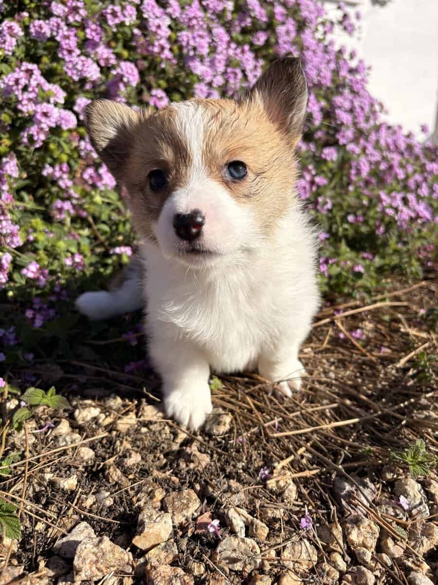 Purebred Pembroke Welsh Puppies image 6