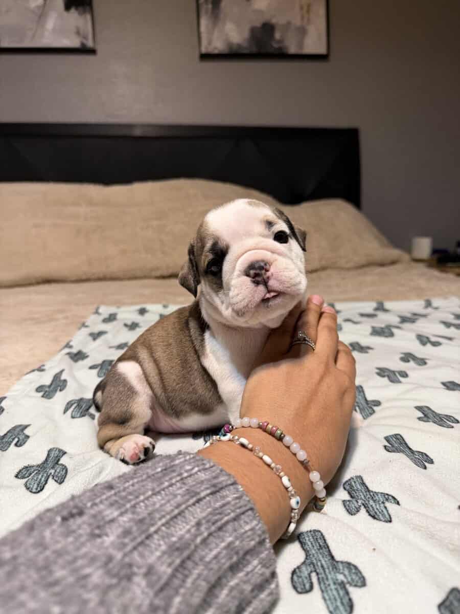 English Bulldog puppies image 21