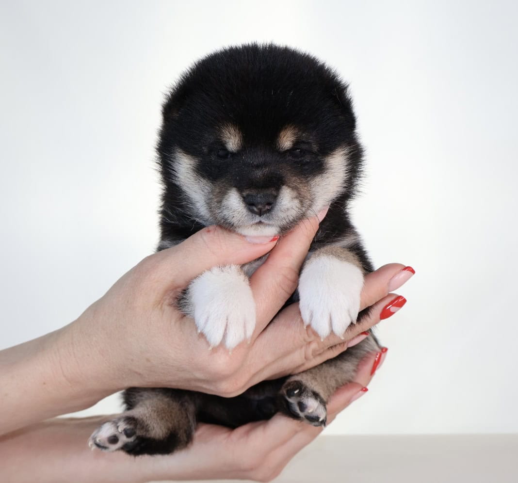 Midnight Pearl, Tuxido Shiba Inu image 4