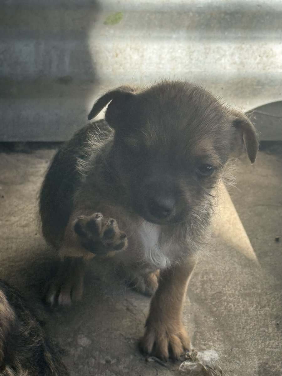 Chihuahua mix image 1