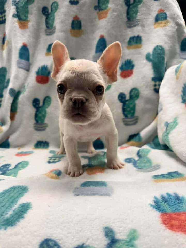 Pearl (female) image 1