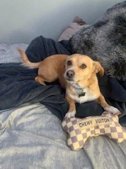 Need to Re-Home our dog Rex - FREE image 1