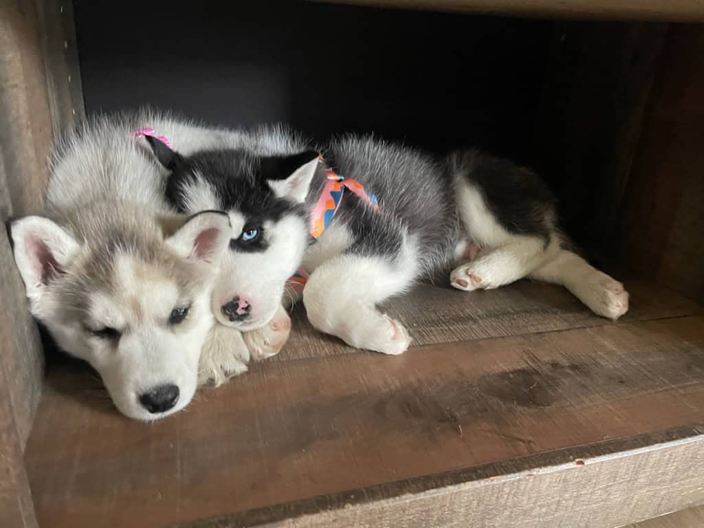 Siberian husky puppies image 2