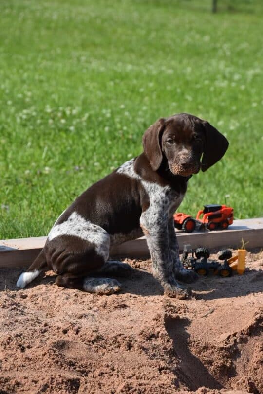 9 month old male gsp puppy image 1