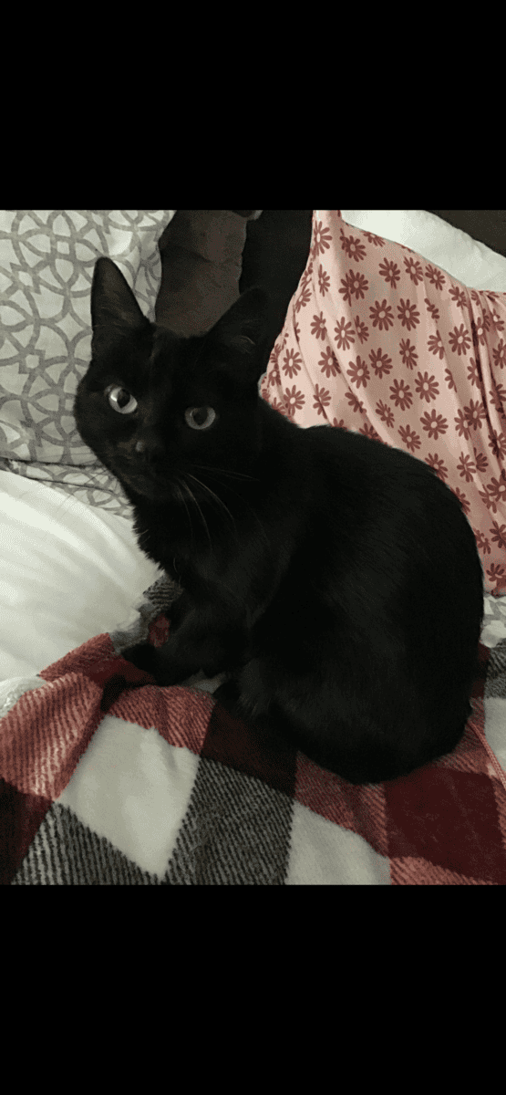 Free Domestic short hair, female cat image 2