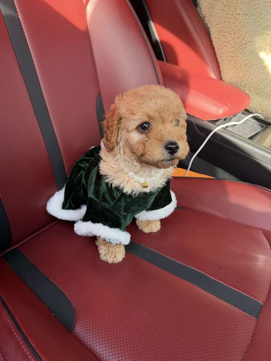 Mini Goldendoodles image 2