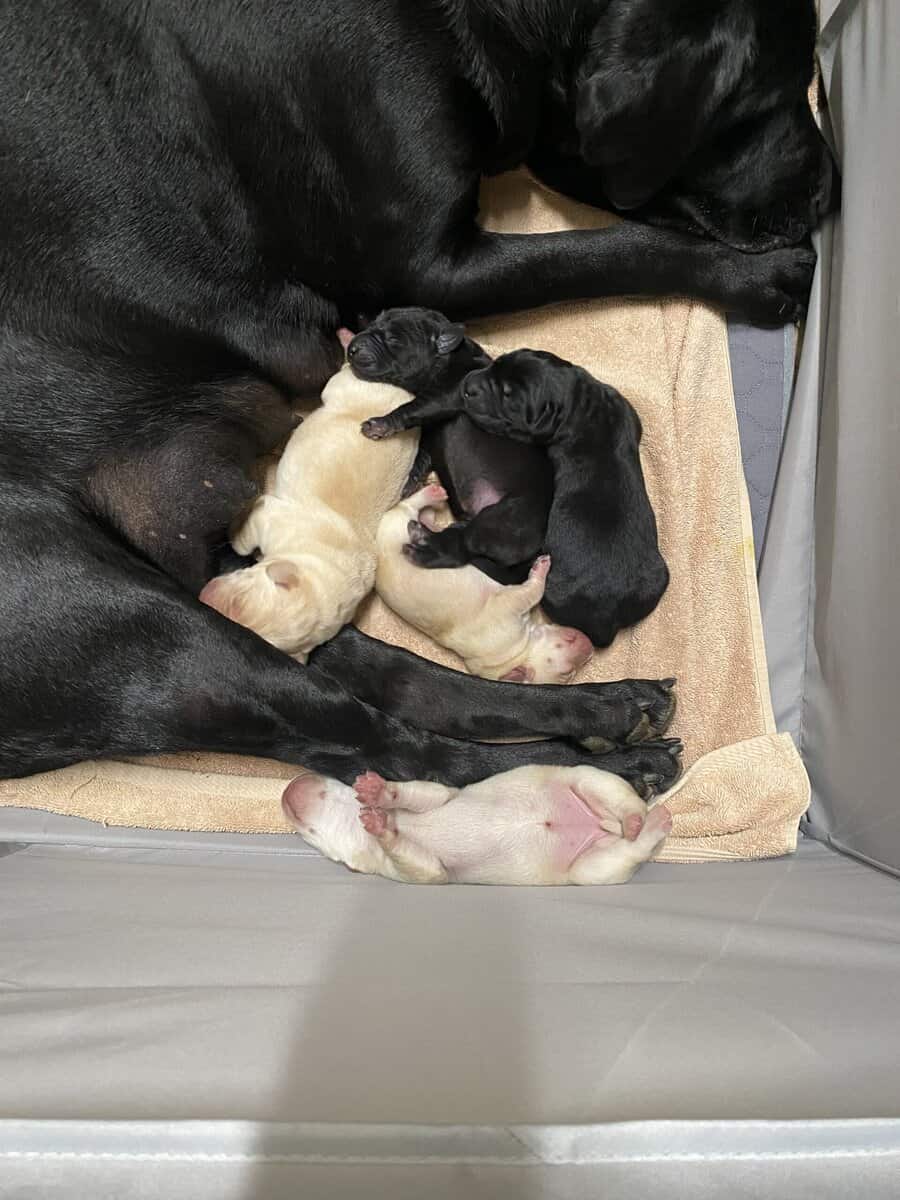 Lab Puppies For Sale image 1