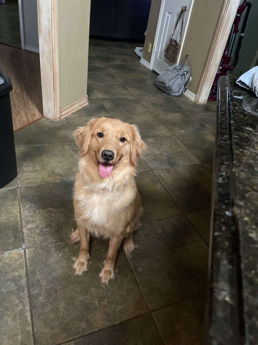 Light Blue Collar Girl image 6