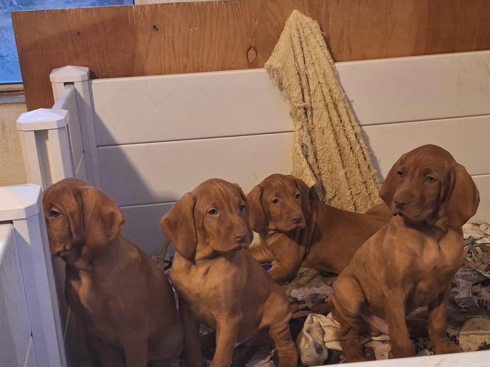 Vizsla image 1