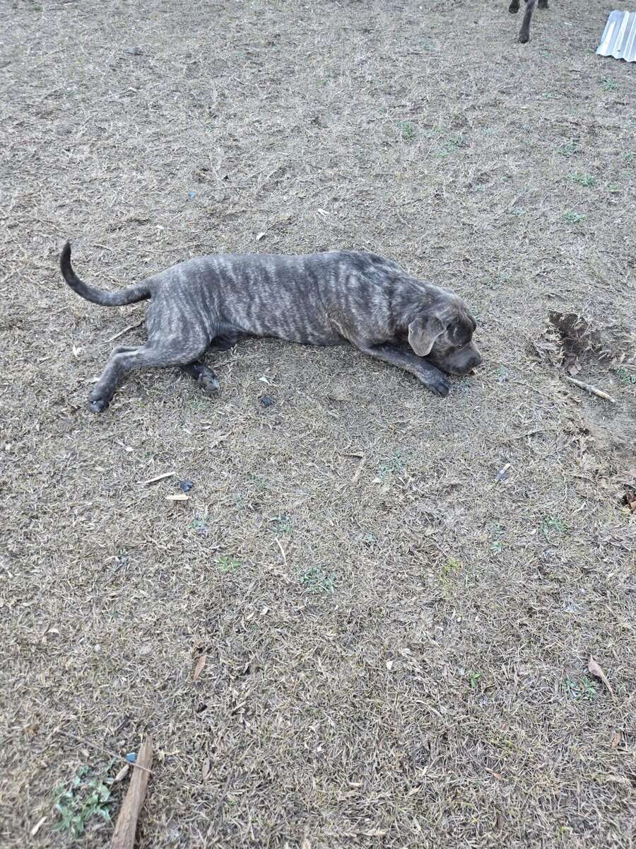 Huge cane corso image 4
