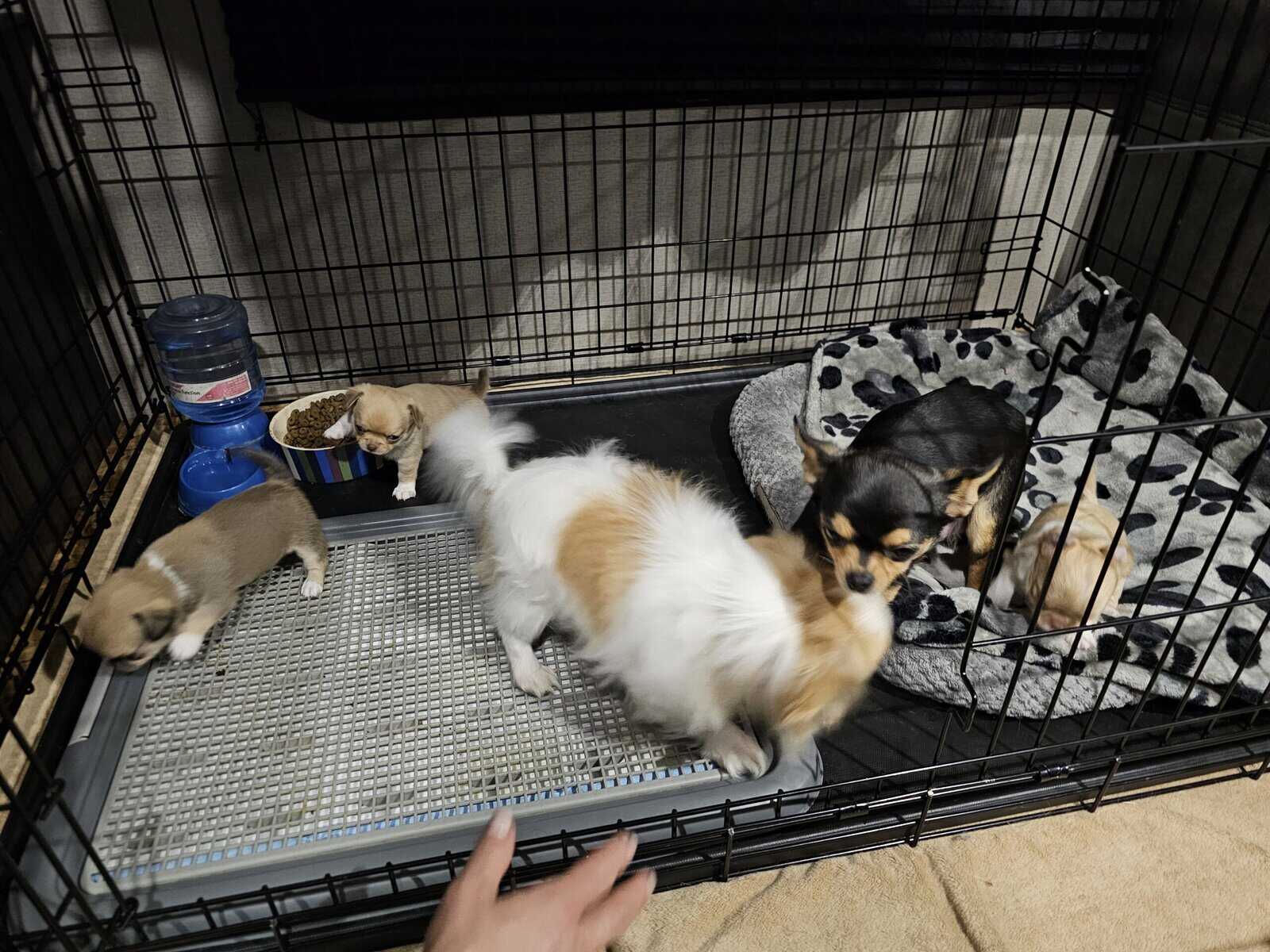 Babydoll face apple head Chihuahuas image 5