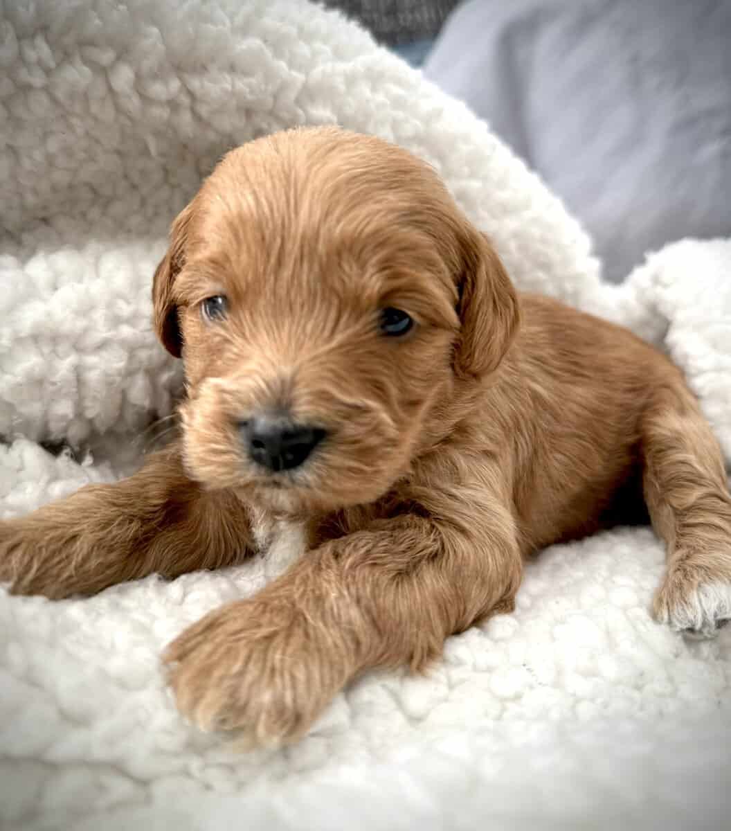 Shih-poo pups image 2
