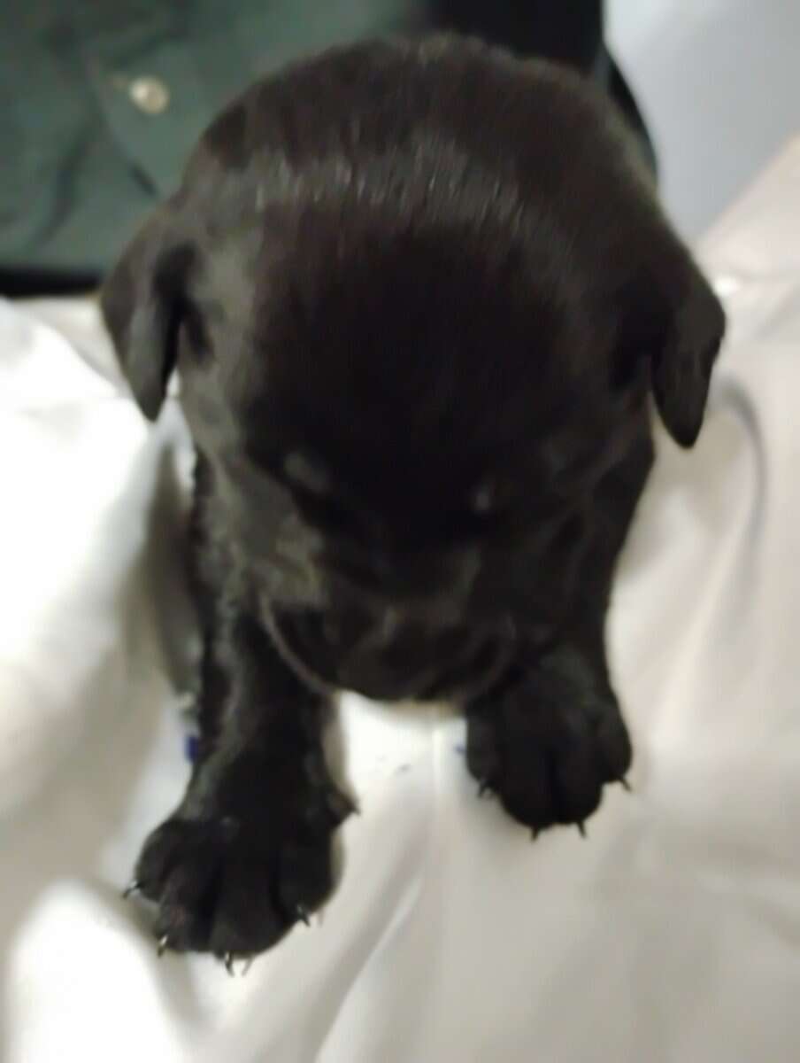 Aussiedor Puppies, Available End of March image 3